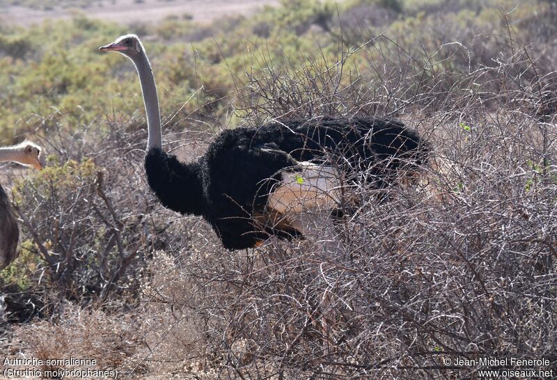 Somali Ostrich