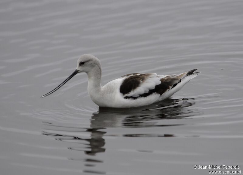 Avocette d'Amérique