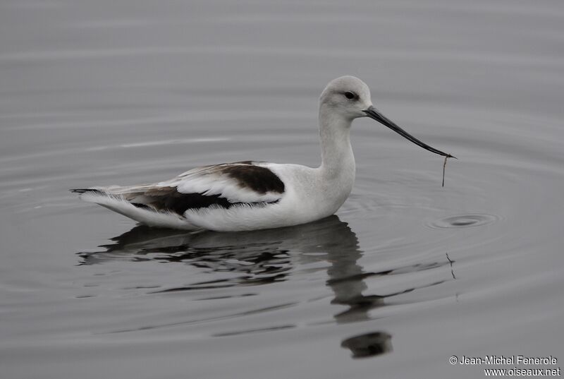 Avocette d'Amérique