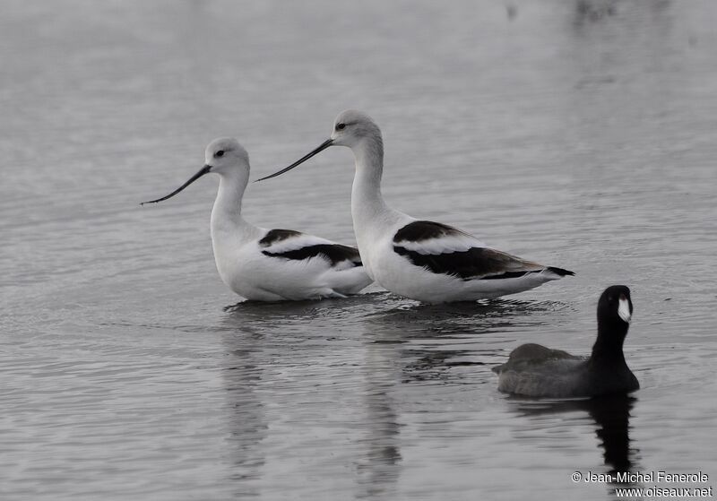 Avocette d'Amérique