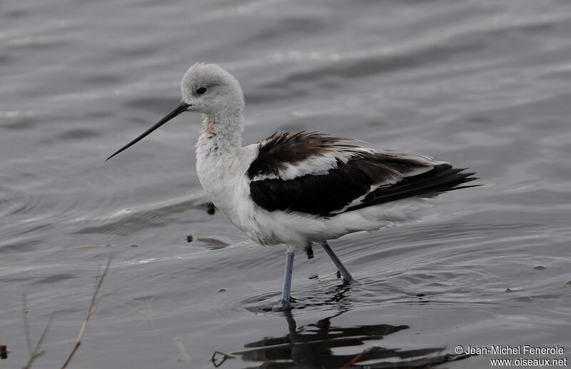 Avocette d'Amérique