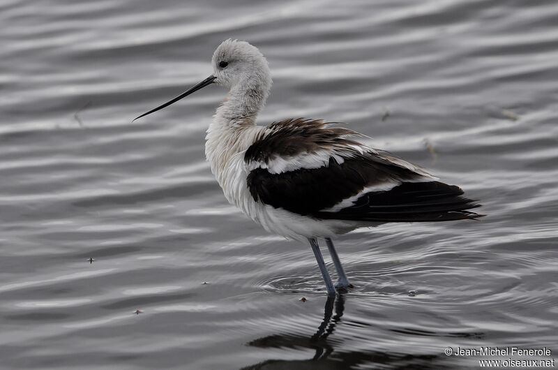 American Avocet