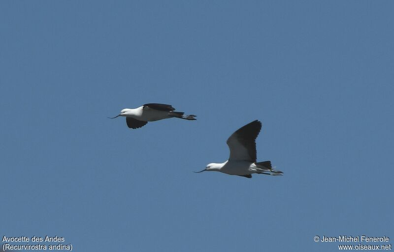 Andean Avocet