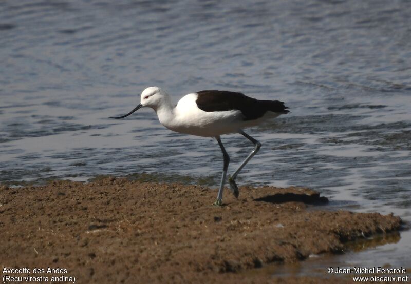 Avocette des Andes