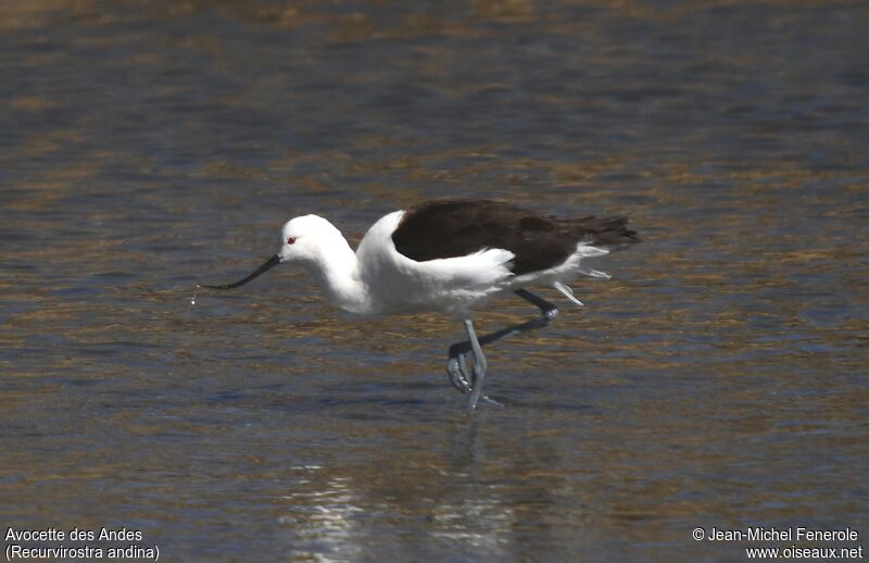 Avocette des Andes