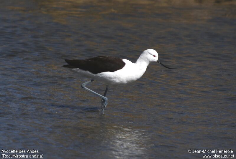 Andean Avocet