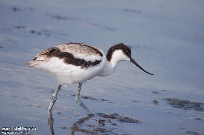 Pied Avocetjuvenile, identification