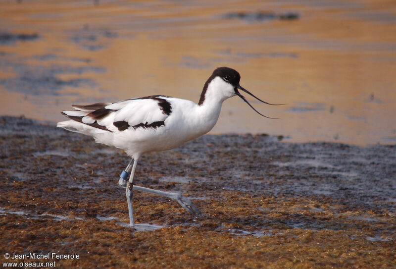 Avocette élégante