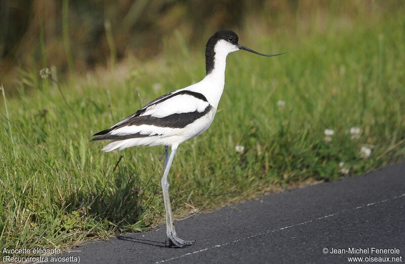 Pied Avocet