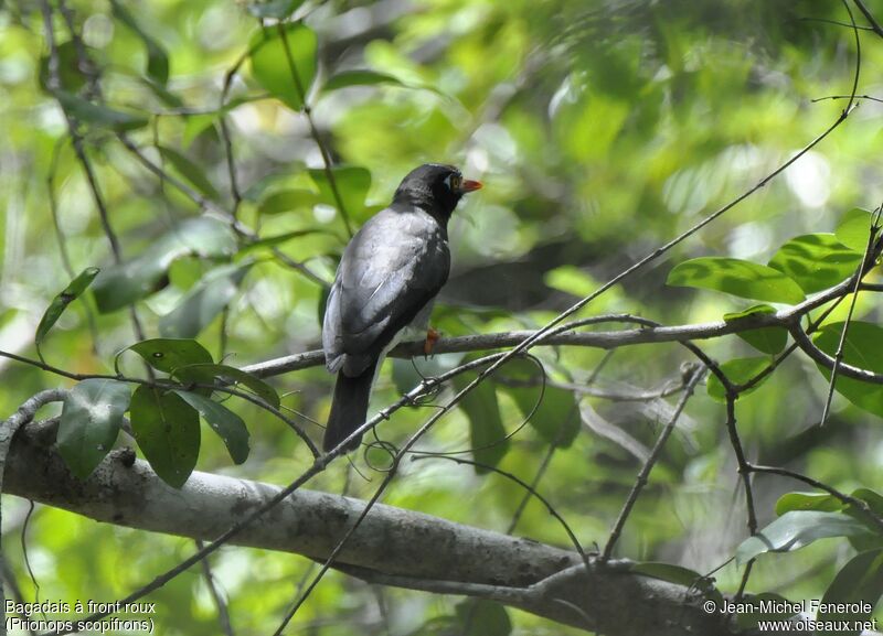 Chestnut-fronted Helmetshrike