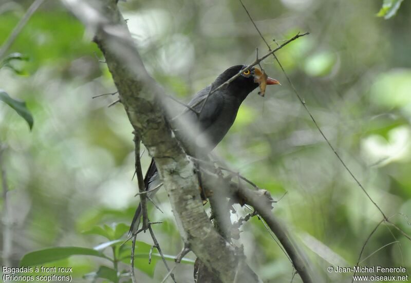 Chestnut-fronted Helmetshrike