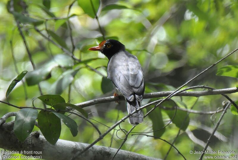 Chestnut-fronted Helmetshrike