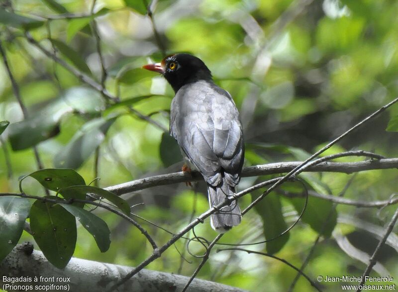 Chestnut-fronted Helmetshrike