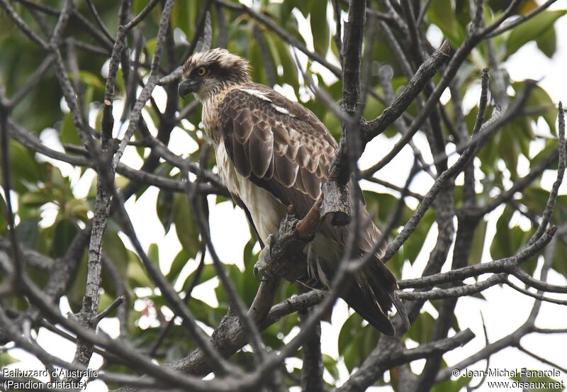 Osprey (cristatus)