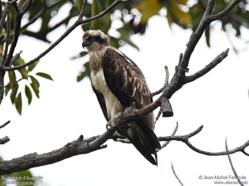 Osprey (cristatus)