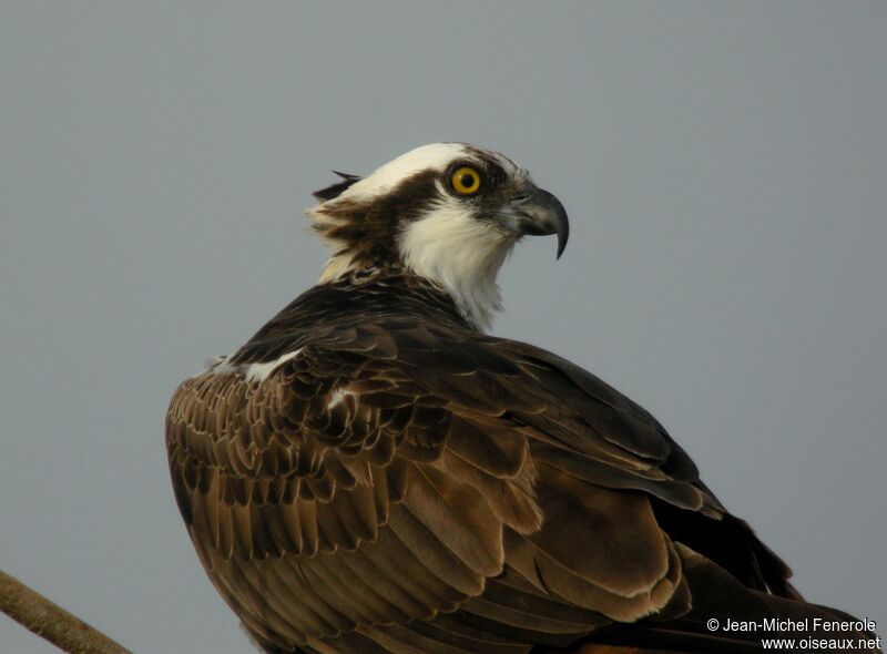 Osprey