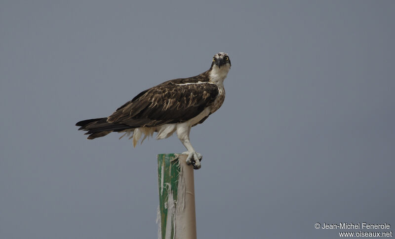 Balbuzard pêcheur