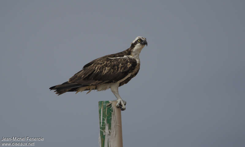 Balbuzard pêcheur, identification