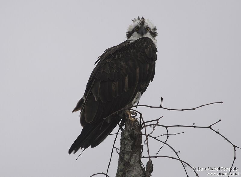 Osprey