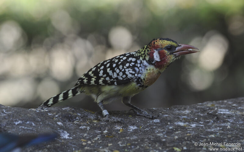 Red-and-yellow Barbet