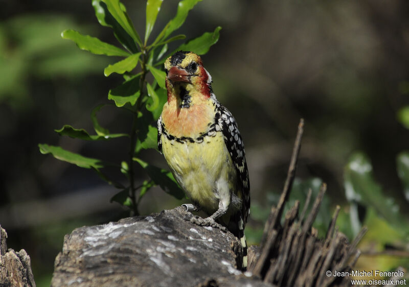 Red-and-yellow Barbet