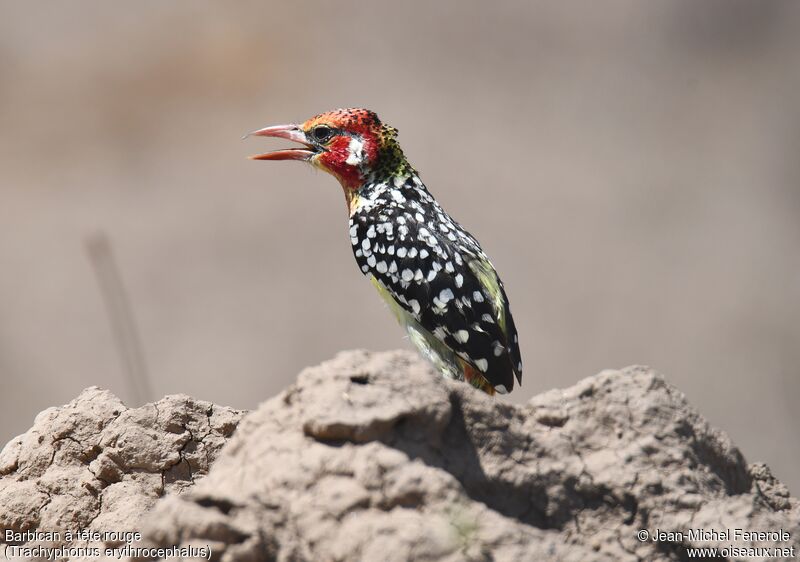 Red-and-yellow Barbet