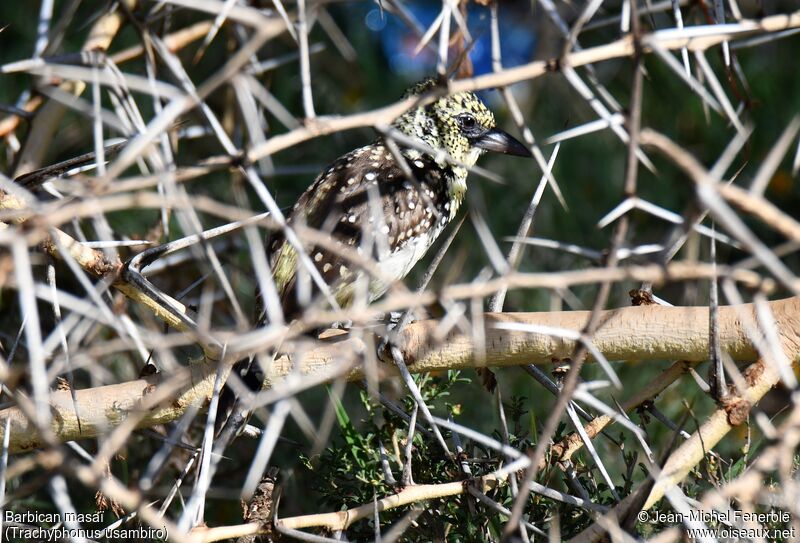 Usambiro Barbet