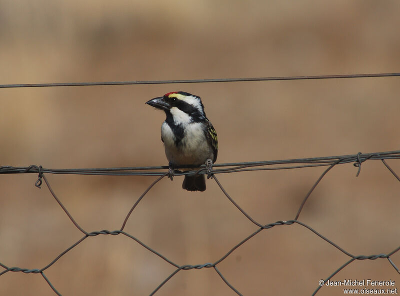 Acacia Pied Barbet, identification