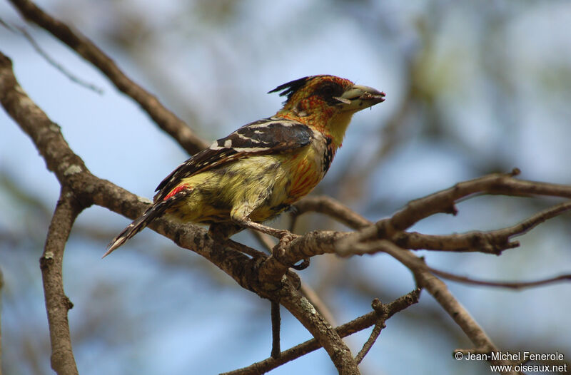 Crested Barbet