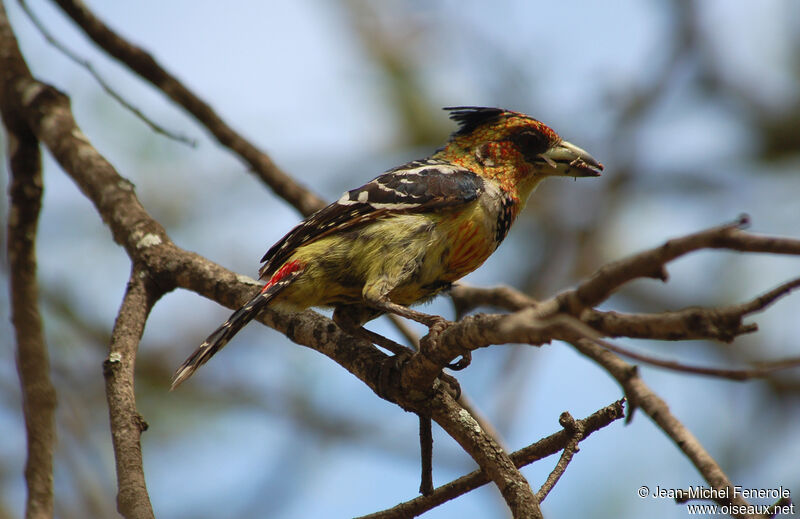 Crested Barbet