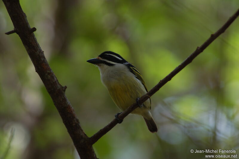 Yellow-rumped Tinkerbird