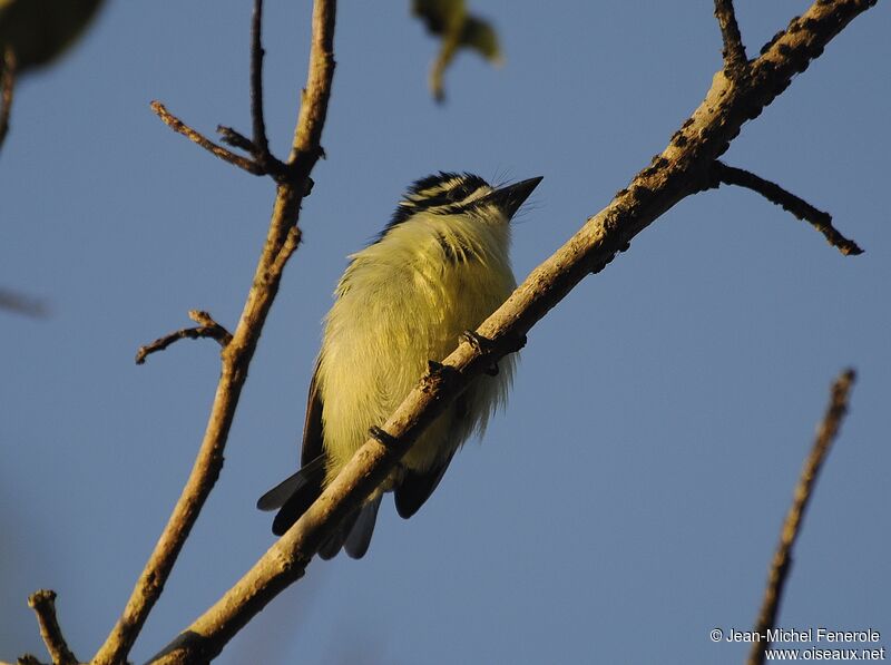 Yellow-rumped Tinkerbird