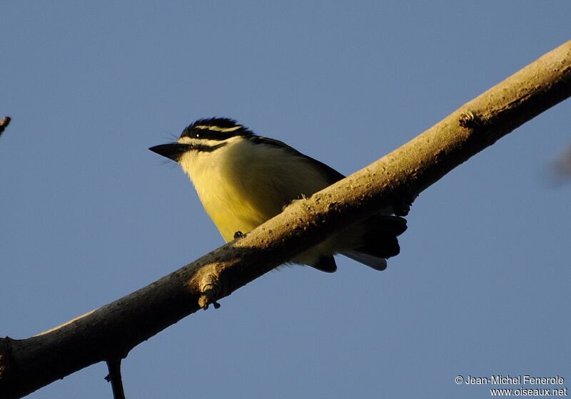 Yellow-rumped Tinkerbird