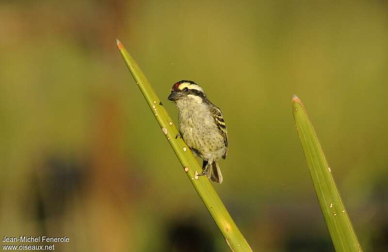 Red-fronted Tinkerbirdadult, Behaviour