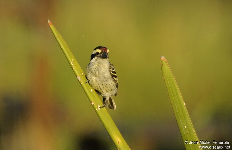 Red-fronted Tinkerbird