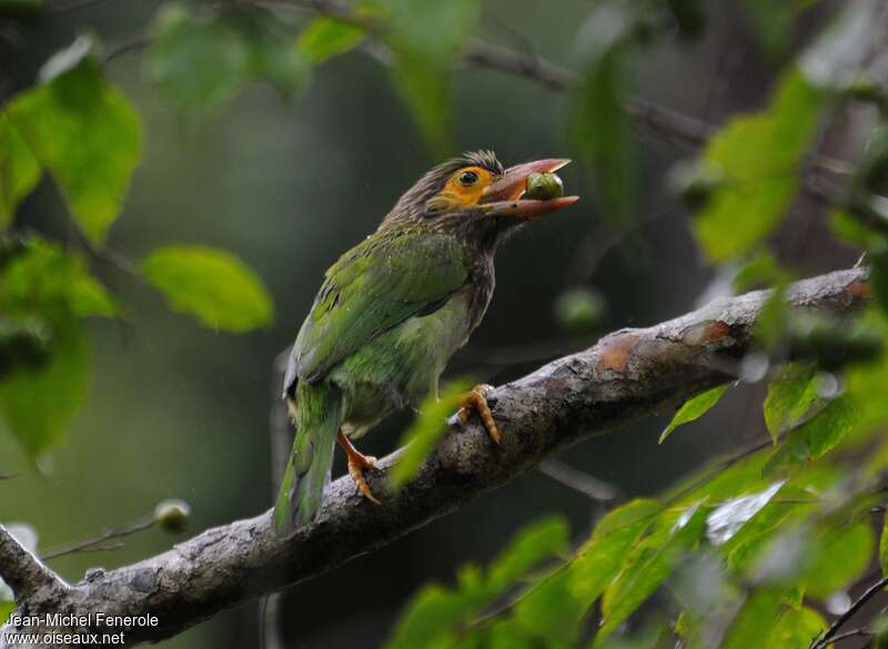 Brown-headed Barbetadult, feeding habits