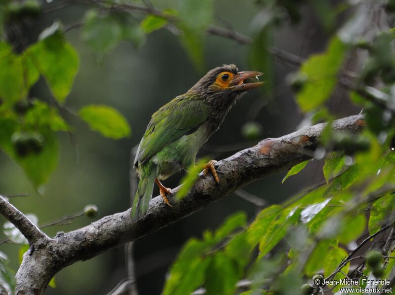 Brown-headed Barbet