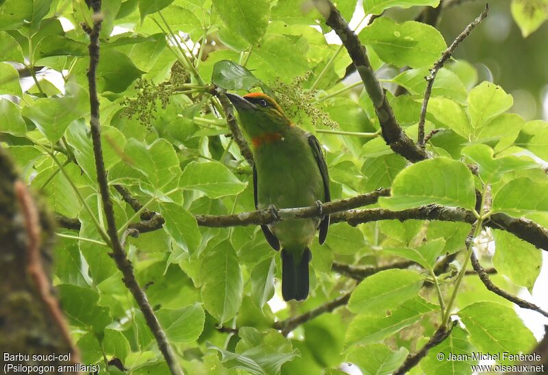 Flame-fronted Barbet