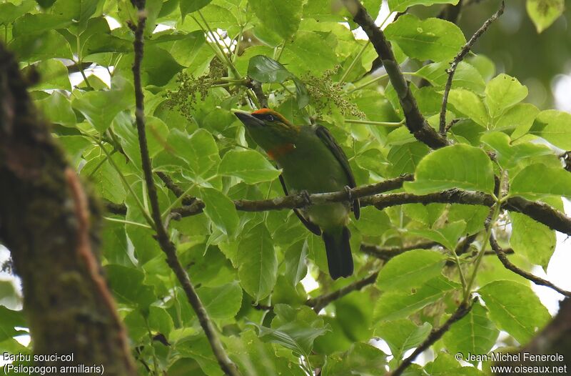 Flame-fronted Barbet