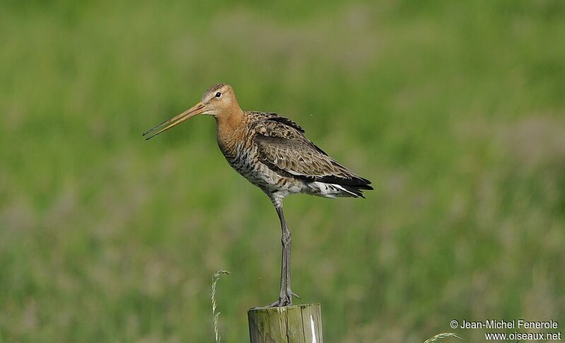 Black-tailed Godwit