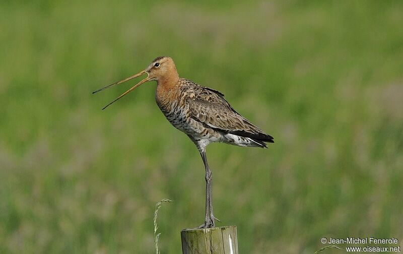 Black-tailed Godwit