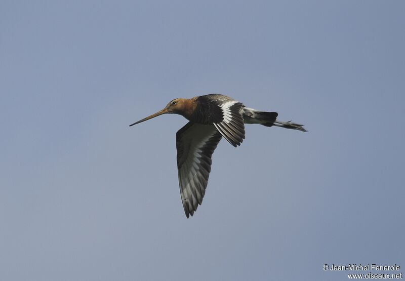 Black-tailed Godwit