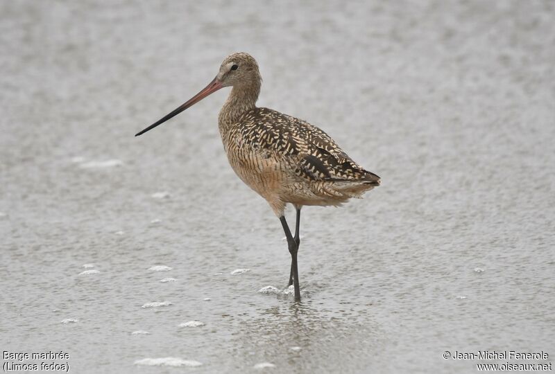 Marbled Godwit