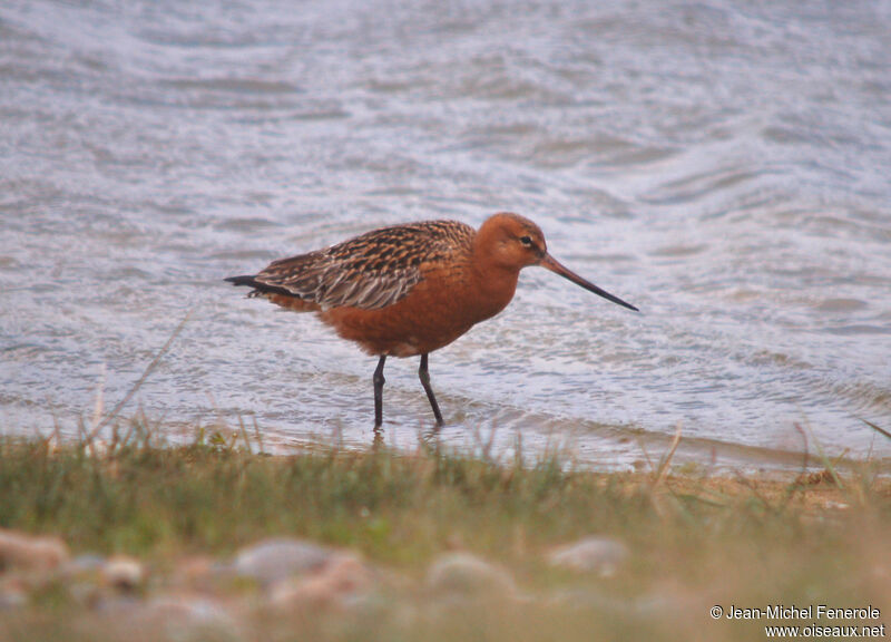 Bar-tailed Godwitadult breeding