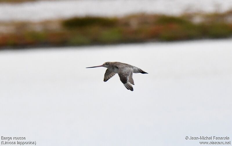 Bar-tailed Godwit