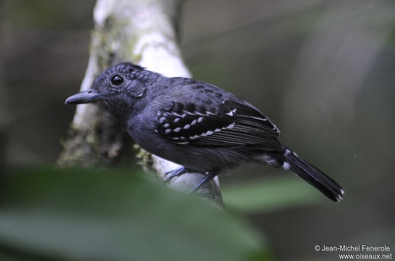 Black-crowned Antshrike