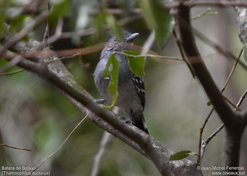 Bolivian Slaty Antshrike