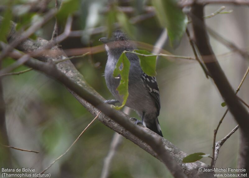 Bolivian Slaty Antshrike