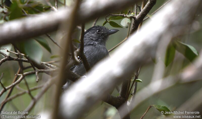 Bolivian Slaty Antshrike