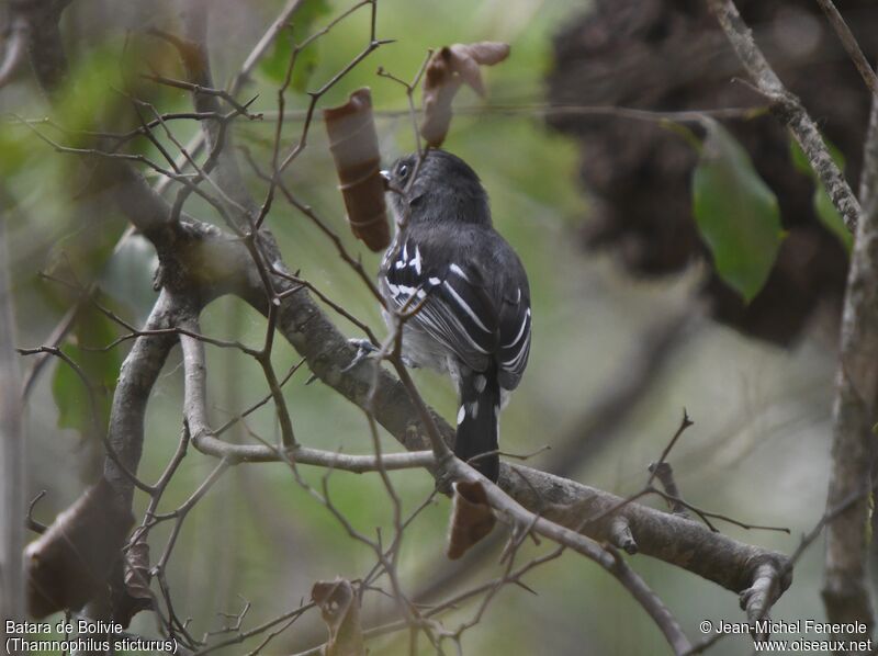 Bolivian Slaty Antshrike